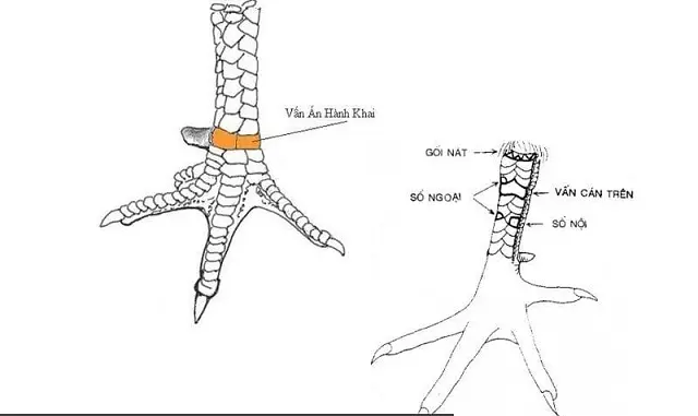 Xem Vảy Gà Đá – Top 10+ Cách Xem Vảy Gà Chiến Cực Hay 4 Gà vảy vấn cán nằm ở sát đầu gối là chiến kê tốt